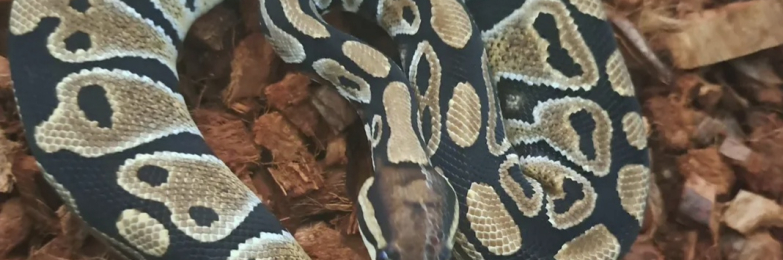Ball python for sale