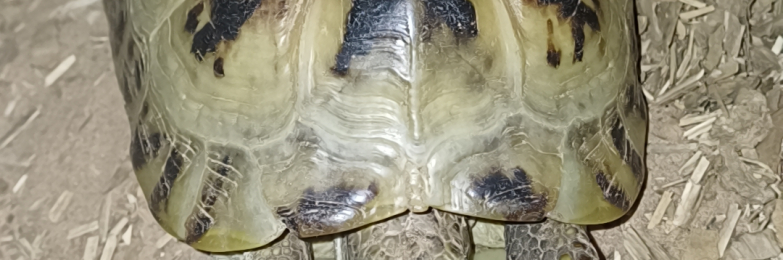 Female tortoise