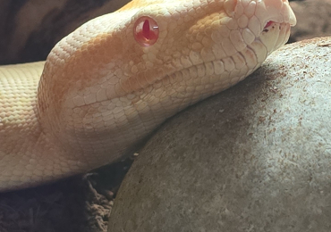 Albino Male Boa Constrictor