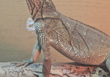 Webbers sailfin lizard