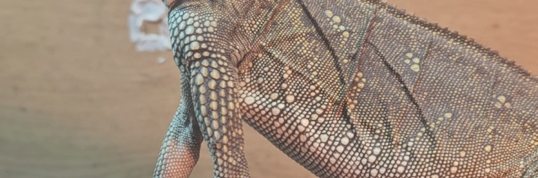 Webbers sailfin lizard