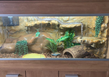 Corn Snake