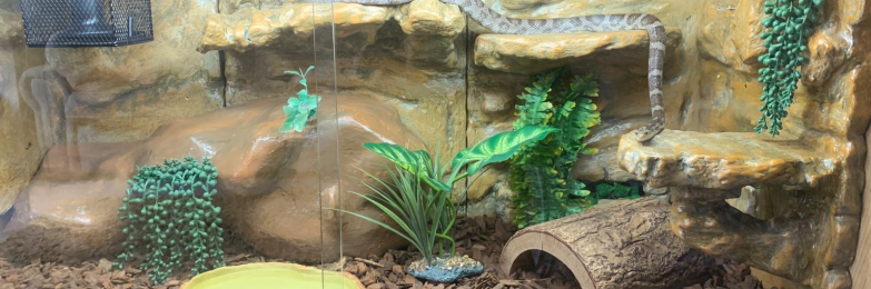 Corn Snake