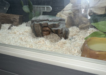 Corn snake for sale