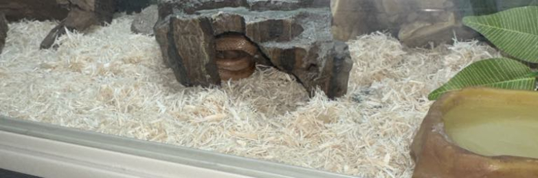 Corn snake for sale