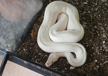 Bull python