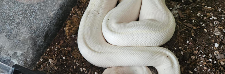 Bull python