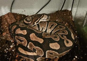 Bull python