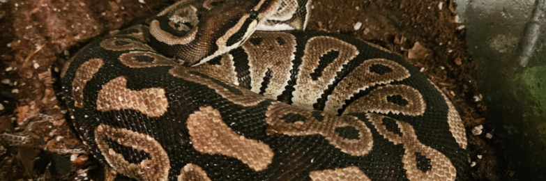 Bull python