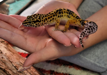 Leopard gecko