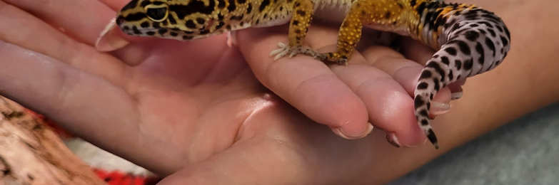 Leopard gecko