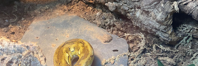 Female Dwarf Reticulated Python