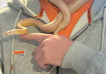Albino Cornsnake for Sale