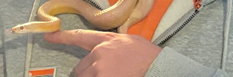 Albino Cornsnake for Sale