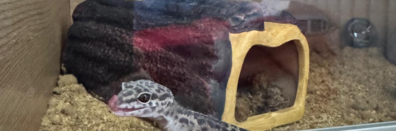 5 month old leopard gecko