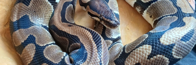 Royal python