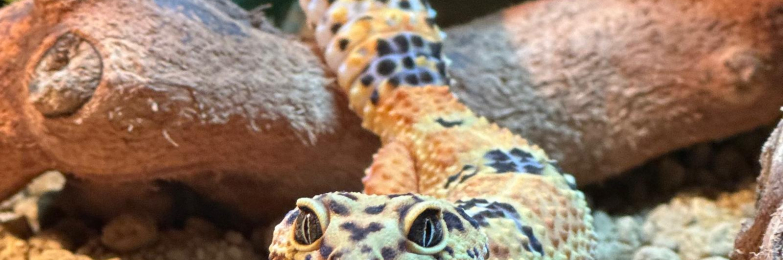 Tangerine Leopard Gecko