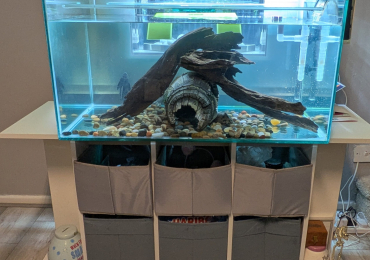 3 turtle’s and full set up