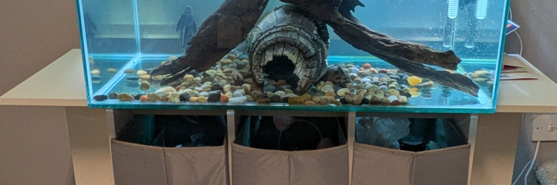3 turtle’s and full set up