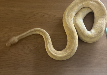 Banana pastel enchi lesser pos het clown