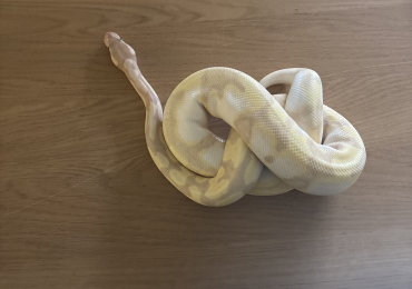 Super coralglow enchi calico