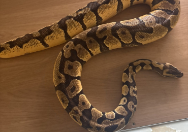 Pastel enchi