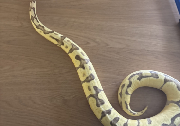 Super enchi pastel vanila