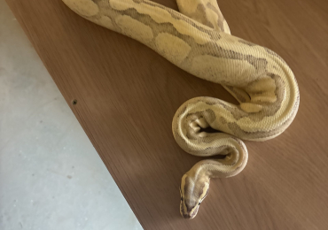 Pastel fire vanilla enchi