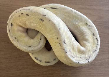 Champagne enchi pastel superfire