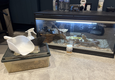 Adult Male Bearded Dragon + Full Setup (Vivarium, Food Bowl, Water Bowl, Worm Dish, Den etc)