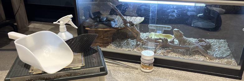 Adult Male Bearded Dragon + Full Setup (Vivarium, Food Bowl, Water Bowl, Worm Dish, Den etc)