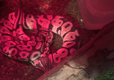 Super pastel yellow royal python