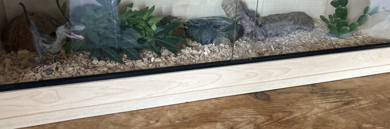 corn snake
