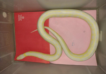 Adult female albino Cali King