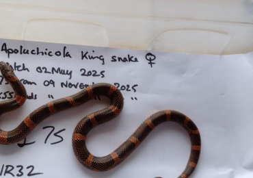 Apalachicola King Snake