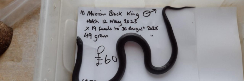 Male mexican Black King