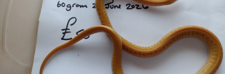 Male Albino Cape House Snake