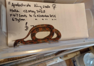 Female Apalachicola King