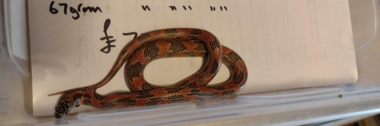 Female Apalachicola King