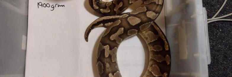 Female Fire Enchi Royal Python.