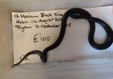 Female 2024 Mexican Black King