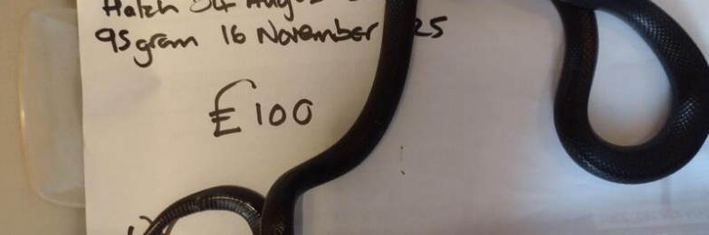 Female 2024 Mexican Black King