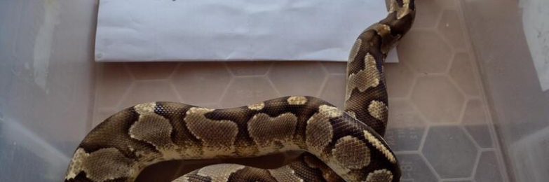 2022 Male Fire Enchi Royal Python.