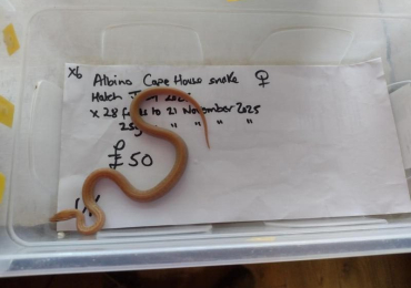 Female Albino Cape House Snake
