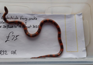 Apalachicola King Snake