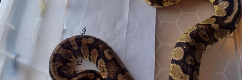 Female Pastel het Pied Royal Python