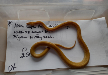 2025 Female Albino House Snake