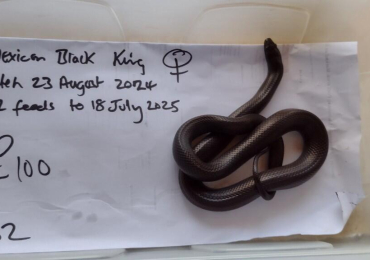 Mexican Black King Snake