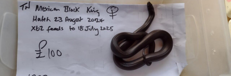 Mexican Black King Snake