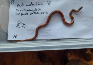 May 2026 hatch female Apalachicola King snake.